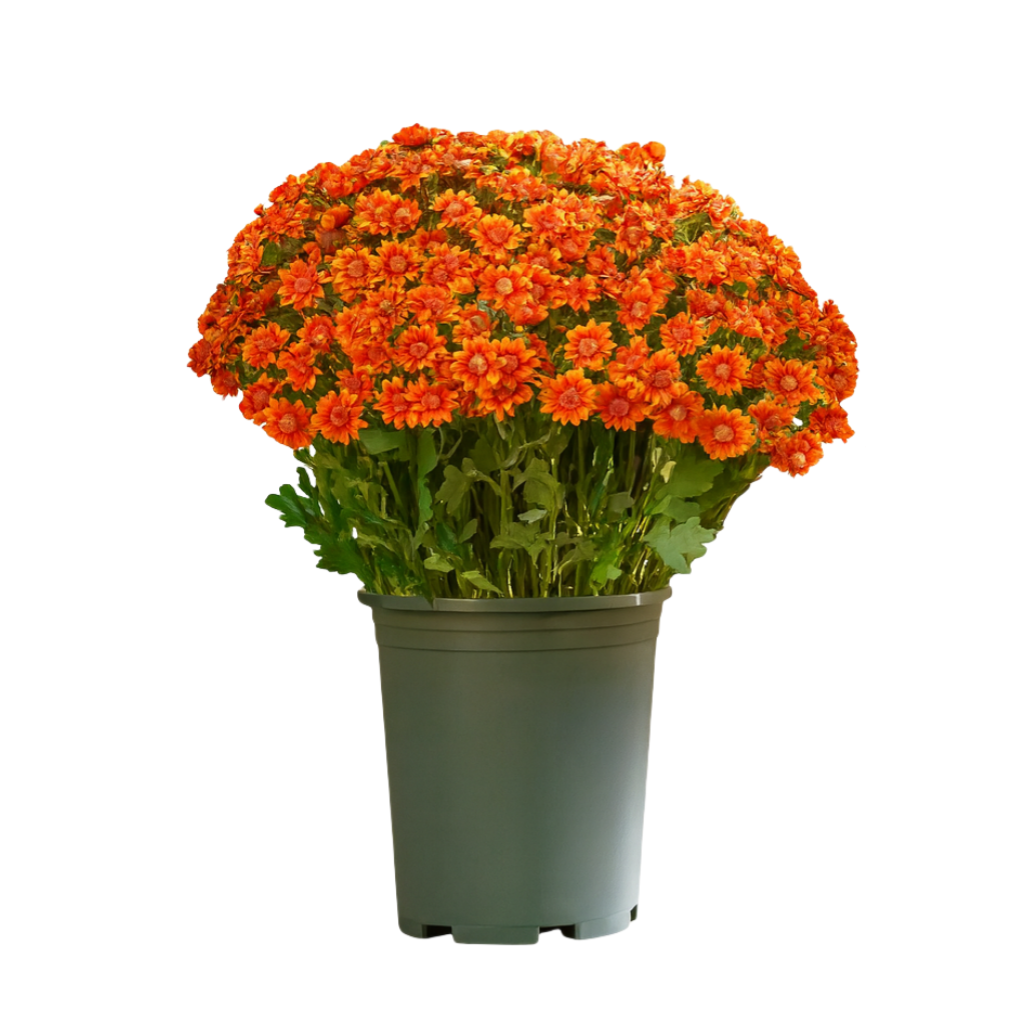 💥 Last Day! 6 Bundles Just $19.98 🌼- Artificial Outdoor Sunset Mums Flowers - UV resistant, Waterproof, Windproof
