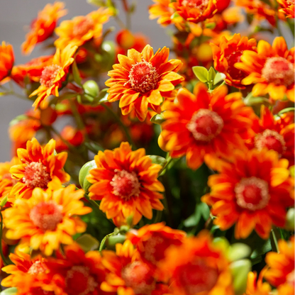 💥 Last Day! 6 Bundles Just $19.98 🌼- Artificial Outdoor Sunset Mums Flowers - UV resistant, Waterproof, Windproof