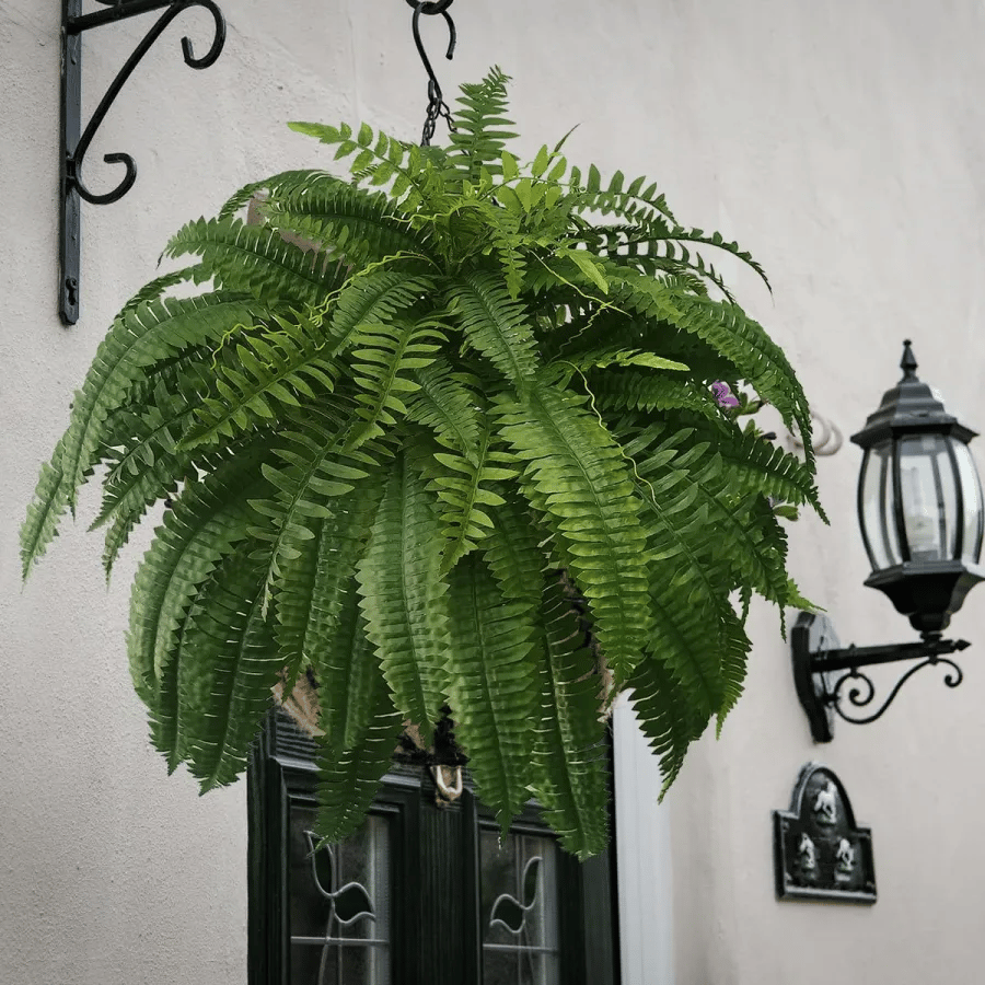 🔥Autumn Celebration Exclusive! 🌿Get the UV-Resistant Lifelike Artificial Boston Fern for Just $9.98 🎁 SAVE 75%!
