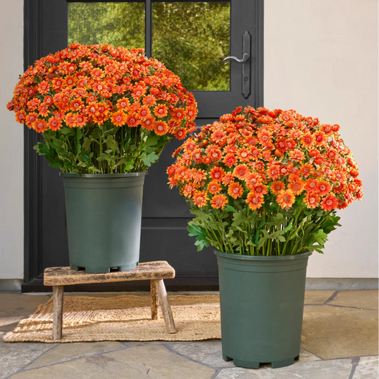 💥 Last Day! 6 Bundles Just $19.98 🌼- Artificial Outdoor Sunset Mums Flowers - UV resistant, Waterproof, Windproof