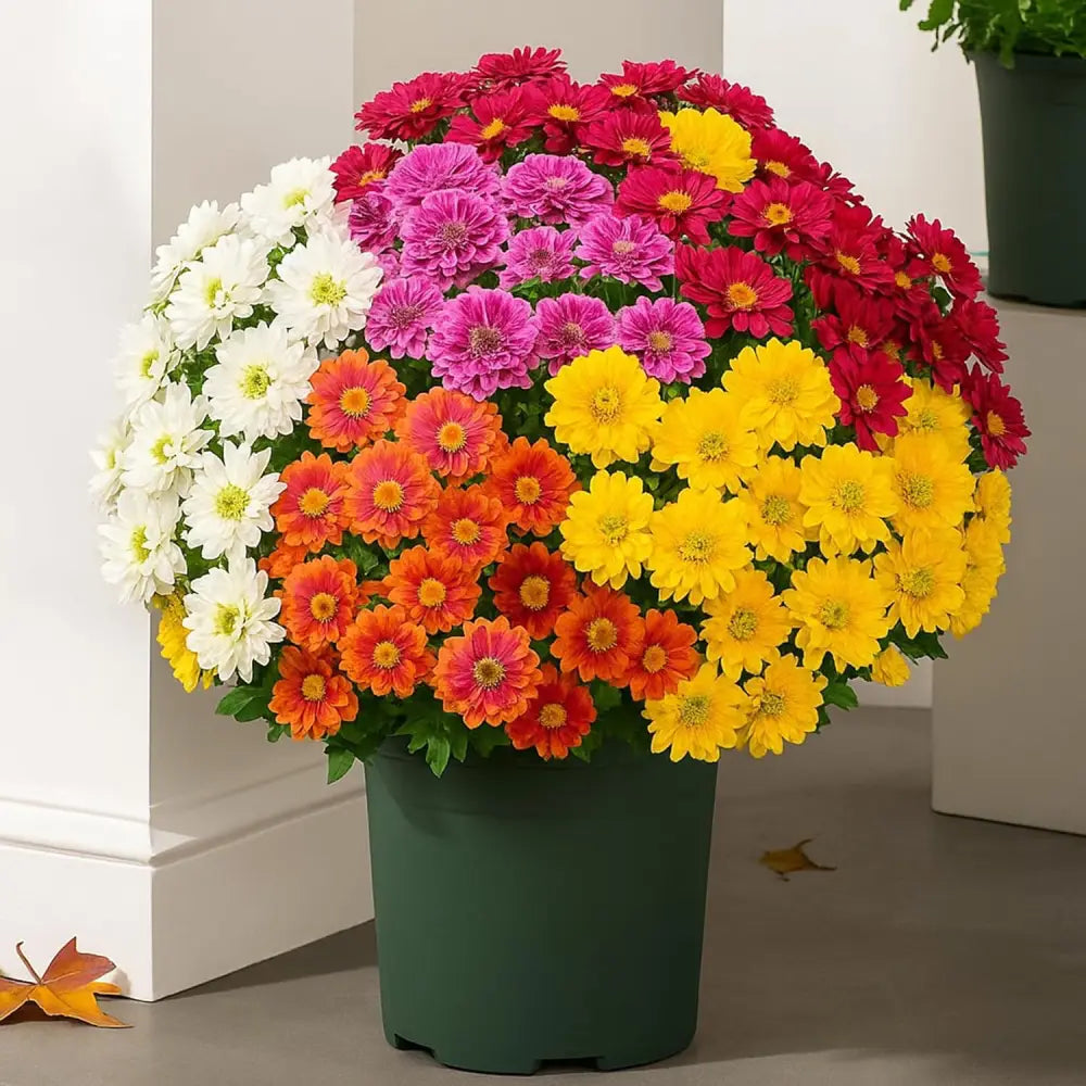 💥 Last Day! 6 Bundles Just $19.98 🌼- Artificial Outdoor Sunset Mums Flowers - UV resistant, Waterproof, Windproof