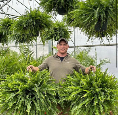 🔥Autumn Celebration Exclusive! 🌿Get the UV-Resistant Lifelike Artificial Boston Fern for Just $9.98 🎁 SAVE 75%!