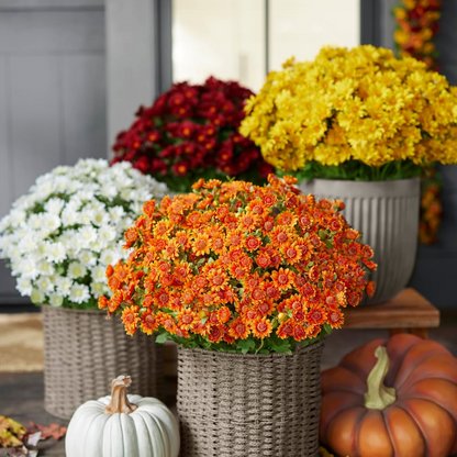 💥 Last Day! 6 Bundles Just $19.98 🌼- Artificial Outdoor Sunset Mums Flowers - UV resistant, Waterproof, Windproof