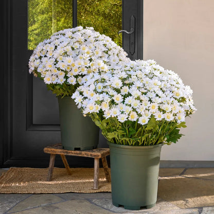 💥 Last Day Each Only $2.99🌼- Artificial Outdoor Sunset Mums Flowers - UV resistant, Waterproof, Windproof