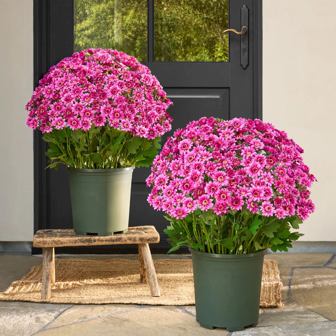 💥 Last Day! 6 Bundles Just $19.98 🌼- Artificial Outdoor Sunset Mums Flowers - UV resistant, Waterproof, Windproof