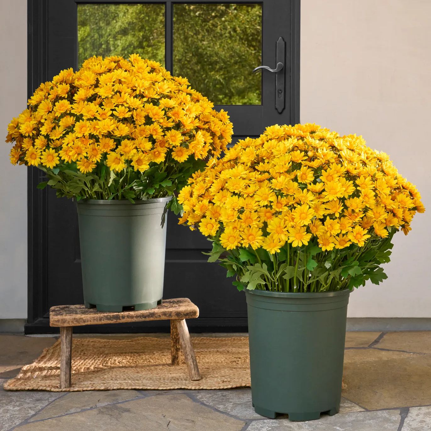 💥 Last Day Each Only $2.99🌼- Artificial Outdoor Sunset Mums Flowers - UV resistant, Waterproof, Windproof